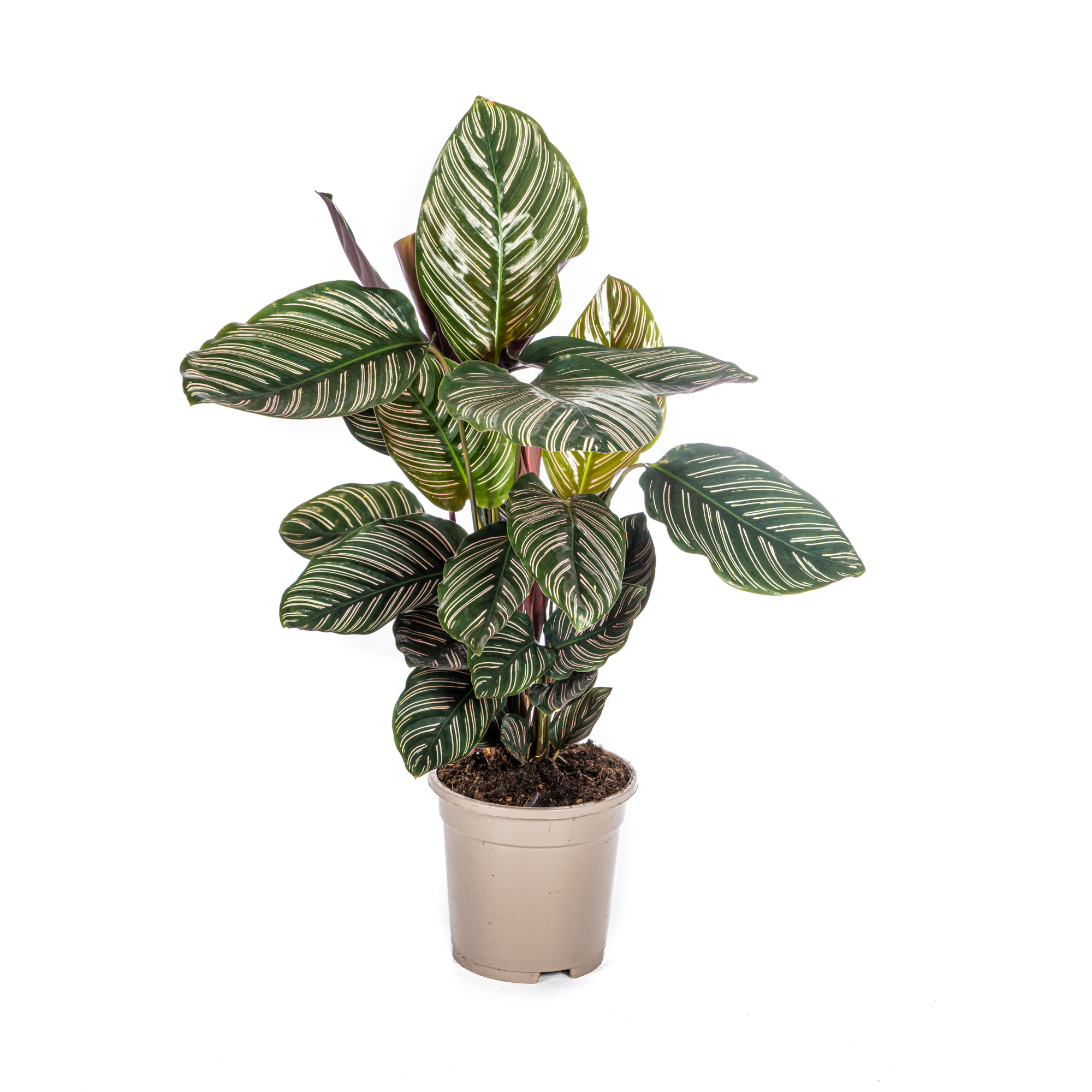Calathea ornata Sanderiana – Topfgröße 17 cm – Höhe 40–50 cm – Paws & Flora