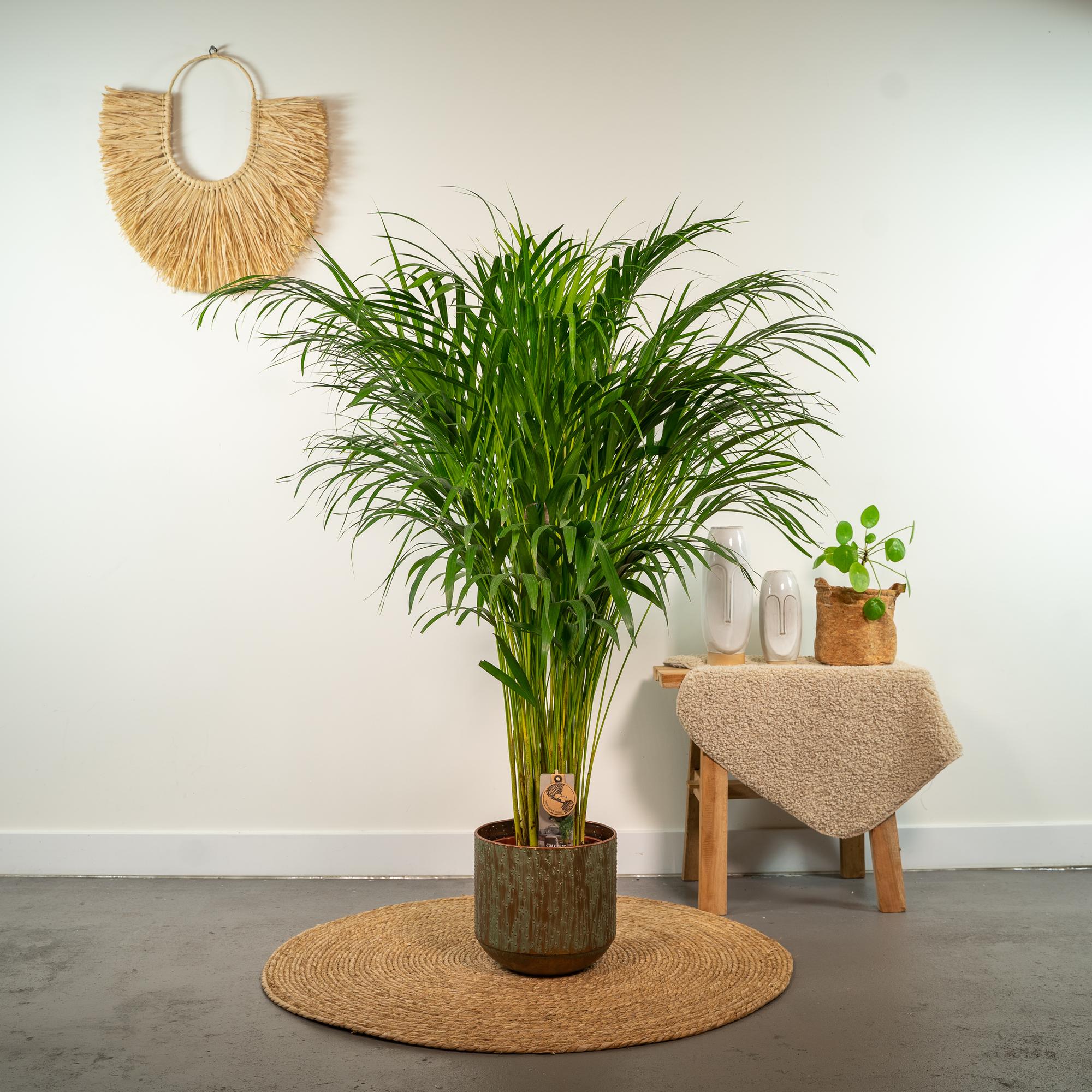 areca palm 100cm Areca palm - Ø21cm
