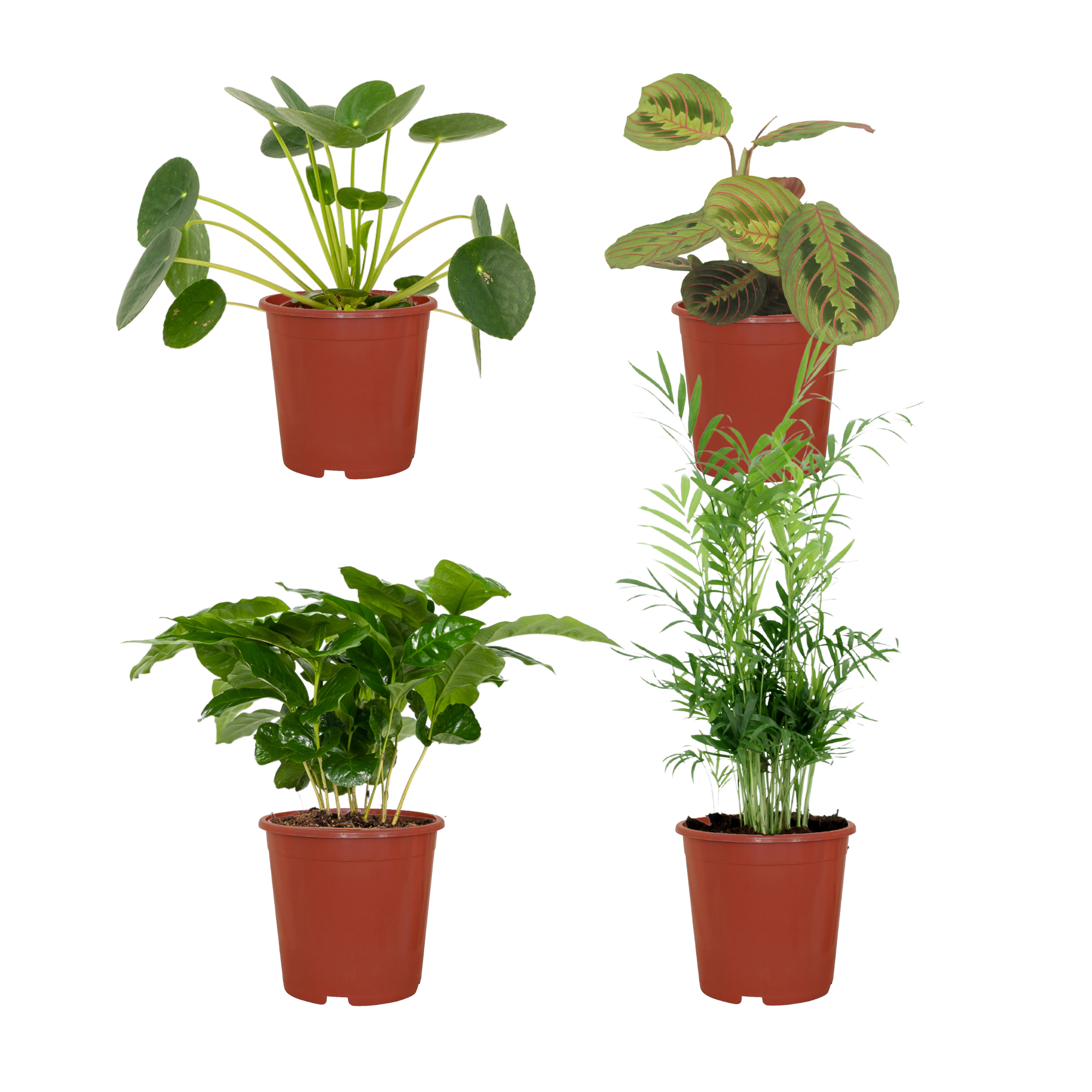 Pet-Friendly Plant Set – 4 pieces – Ø12 cm – ±20–40 cm – Paws & Flora