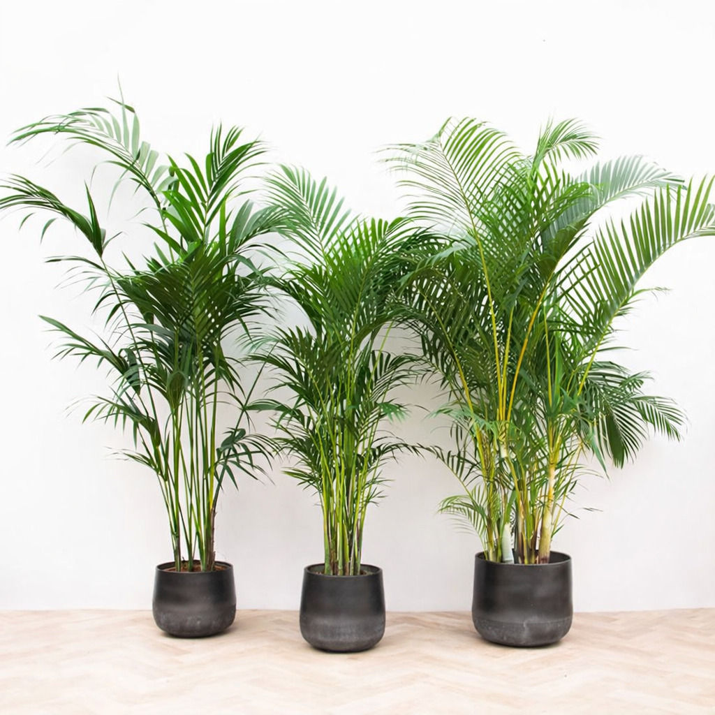XL planten