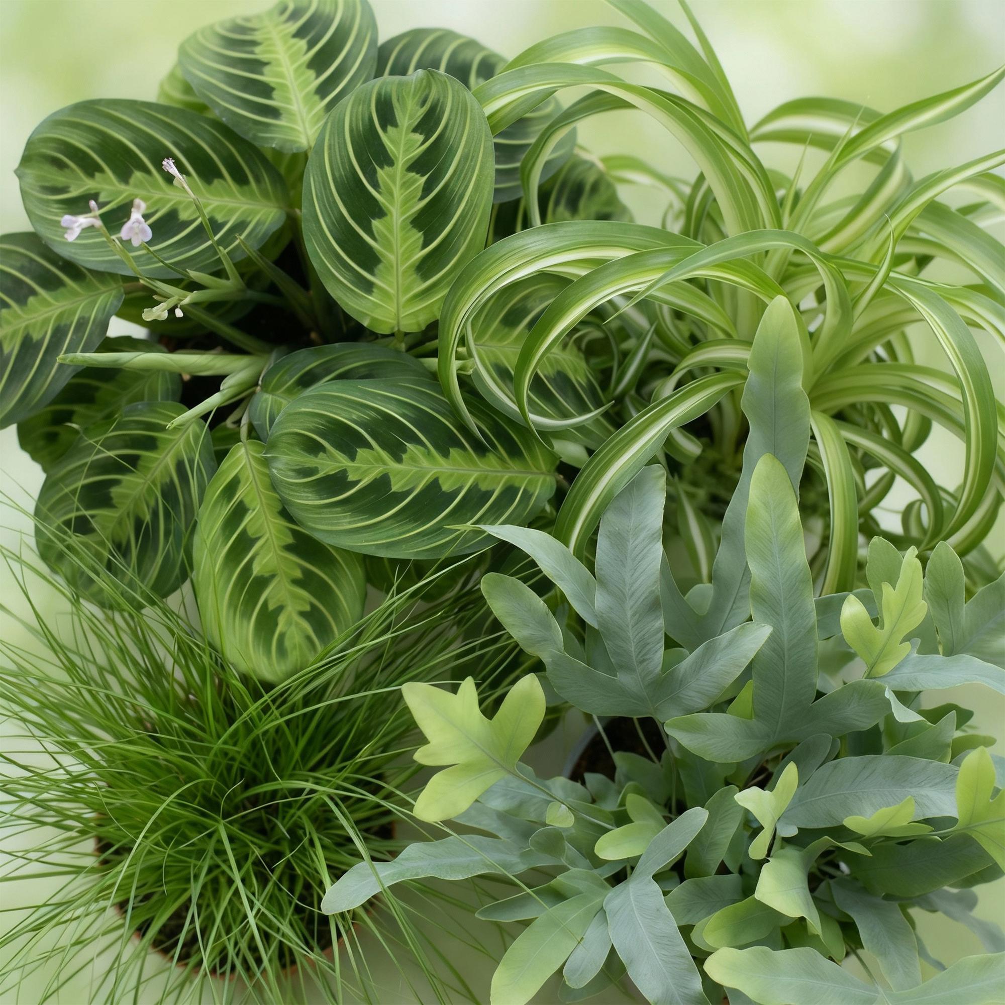 diervriendelijk pakketten