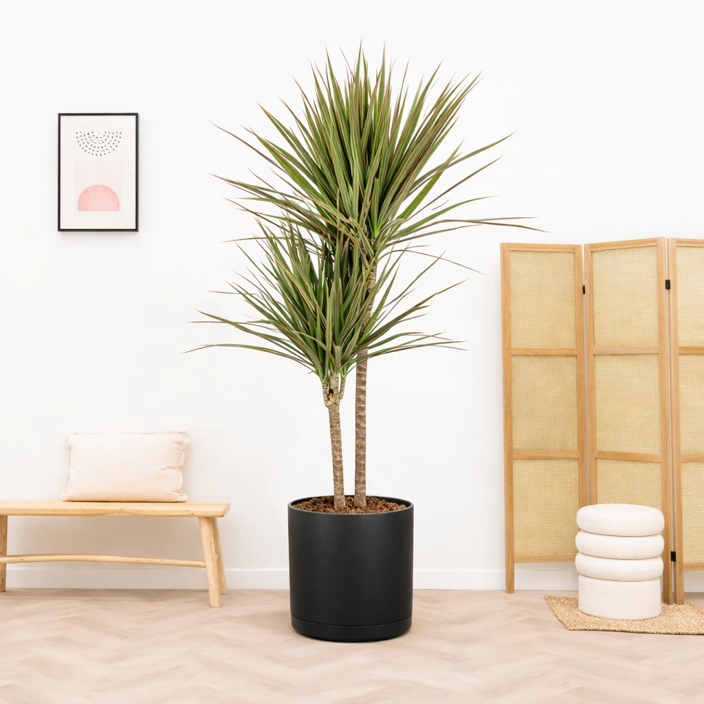 Dracaena Marginata Bicolor Ø21cm - ↕110 - 130cm