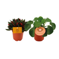 Peperomia Duo Rosso & Pilea Peperomioides – 2 Stück – Ø10,5 cm – ±15 cm