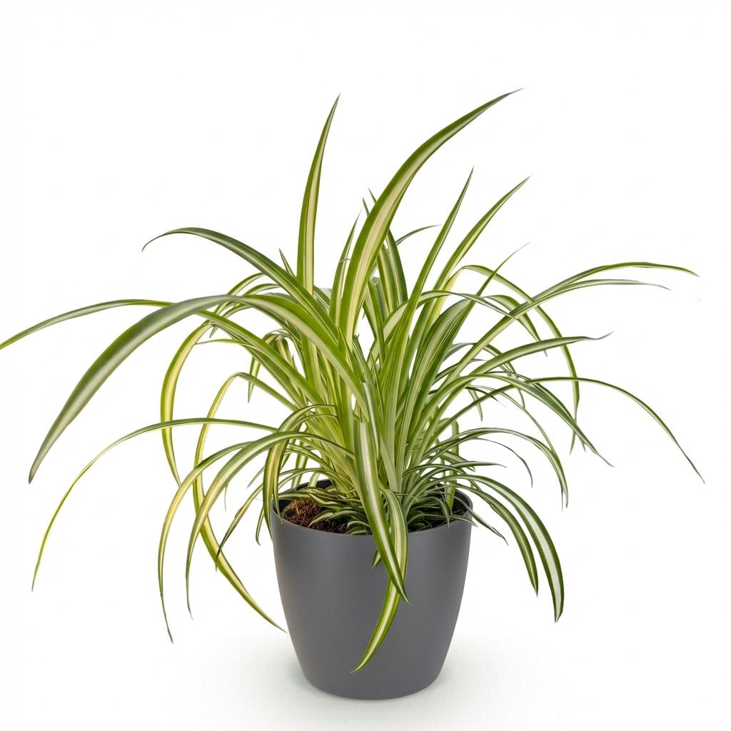 Chlorophytum comosum Variegatum – Bunte Grünlilie – Haustierfreundlich – Inklusive grauem Topf – Topfgröße 12 cm – Höhe 20 cm