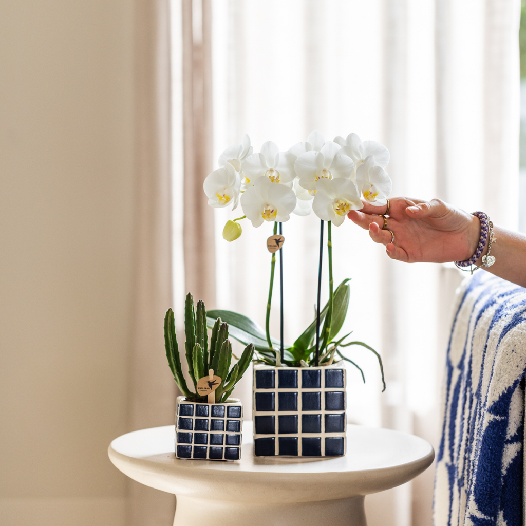 Kolibri Orchids | white Phalaenopsis orchid pot size Ø9cm | Amabilis | flowering houseplant - fresh from the grower