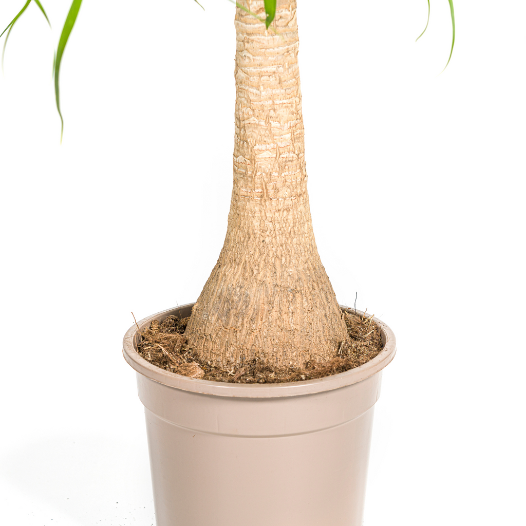 Beaucarnea Recurvata Stamm Ø21cm - ↕60 - 80cm