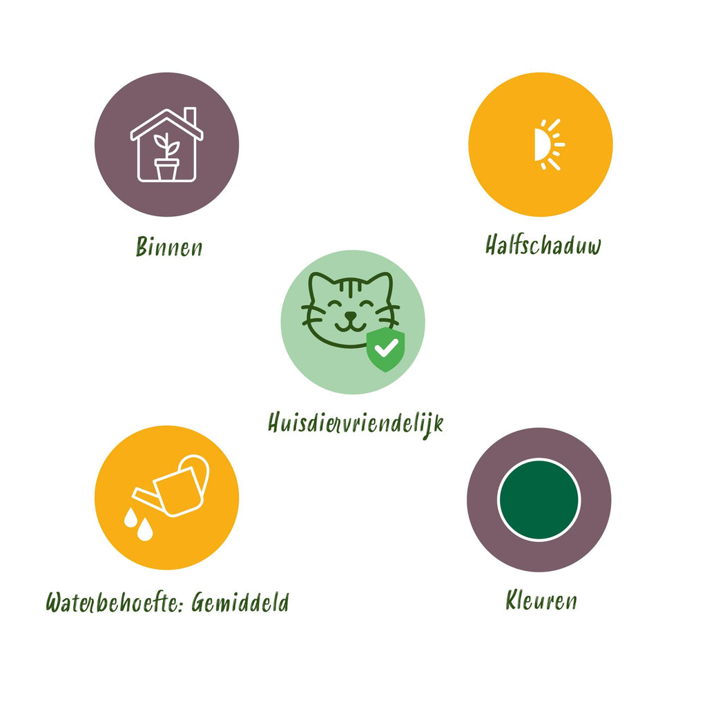 Nephrolepsis exaltata Green Lady - Varen - Huisdiervriendelijke Plant - Groen - 1 Plant - met Potter Grijs - Pot 12cm - Hoogte 25cm