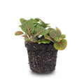 Fittonia Bubble Red – Mosaic Plant – Ø8.5 cm – ±10 cm