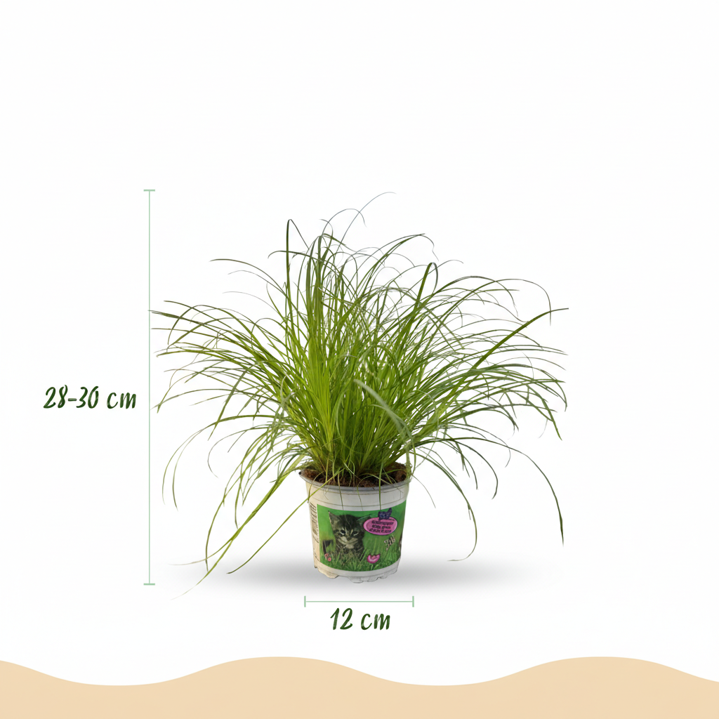 Cyperus alternifolius Zumula - Kattengras - Huisdiervriendelijke Plant - Groen - 1 Plant - met Potter Grijs - Pot 12cm - Hoogte 20cm