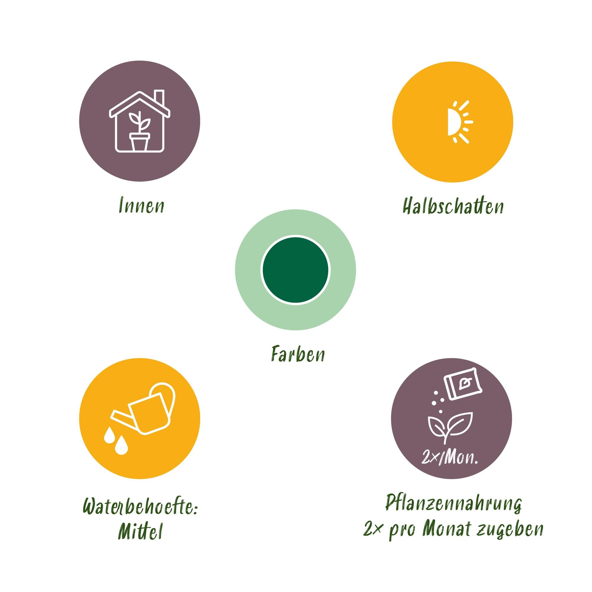 Musa acuminata Dwarf Cavendisch - Bananenplant - Weinig onderhoud - Groen - 1 Plant - Pot 21cm - Hoogte 70-75cm