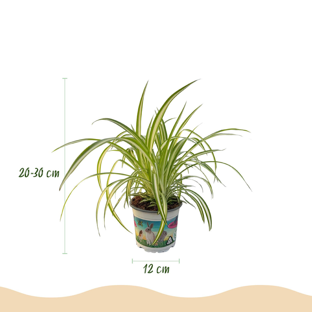 Cyperus – Callisia – Chlorophytum – Mix van 3 – Huisdiervriendelijk – Inclusief witte pot – Potmaat 12 cm – Hoogte 20 cm