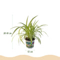 Cyperus – Callisia – Chlorophytum – Mix van 3 – Huisdiervriendelijk – Inclusief witte pot – Potmaat 12 cm – Hoogte 20 cm