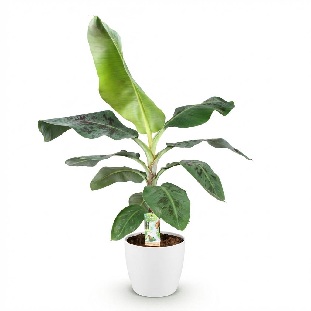 Musa acuminata Dwarf Cavendisch - Bananenplant - Weinig onderhoud - Groen - 1 Plant - met Potter Wit - Pot 21cm - Hoogte 70-75cm
