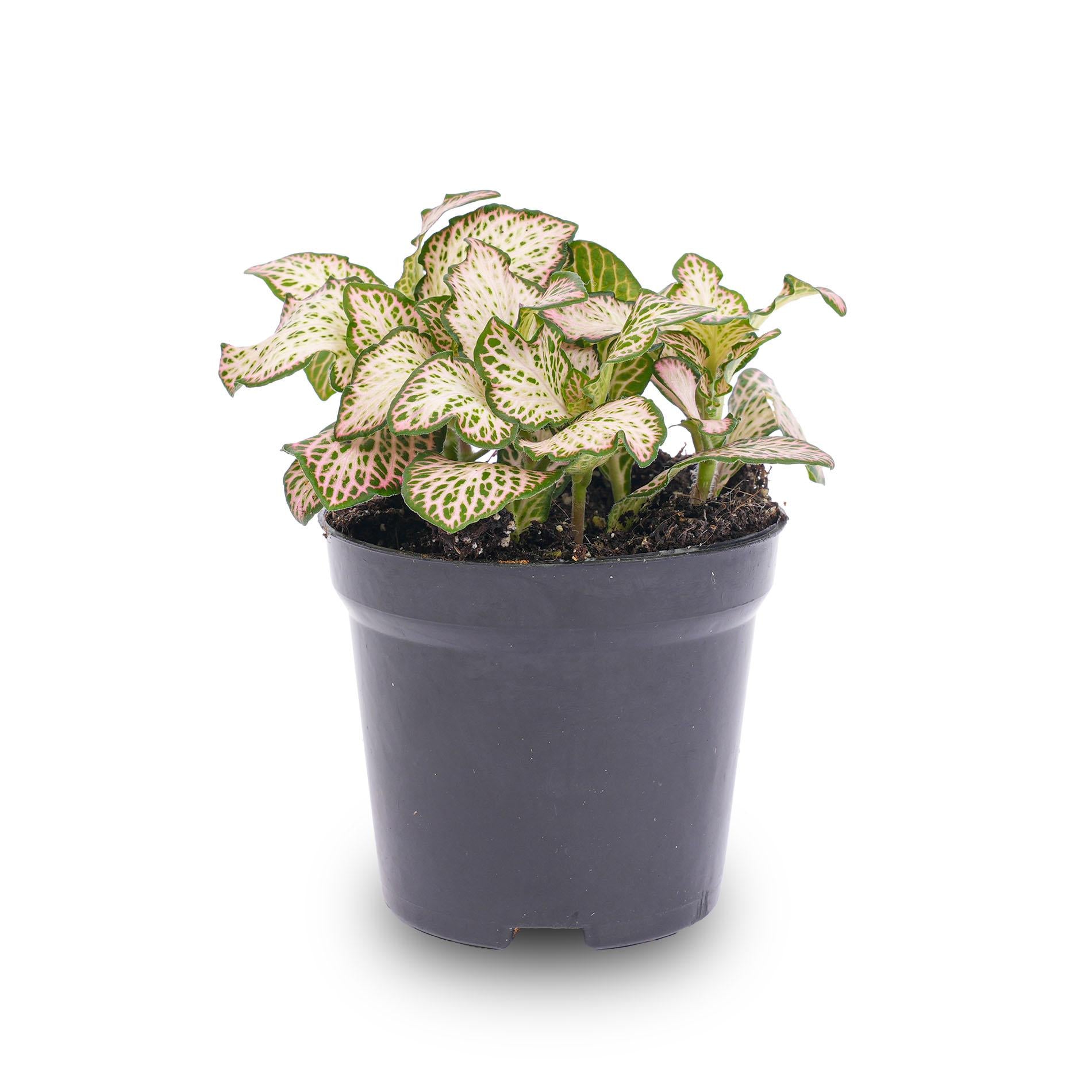 Fittonia Pink Tiger - Nerve Plant – Ø8.5 cm – ±10 cm