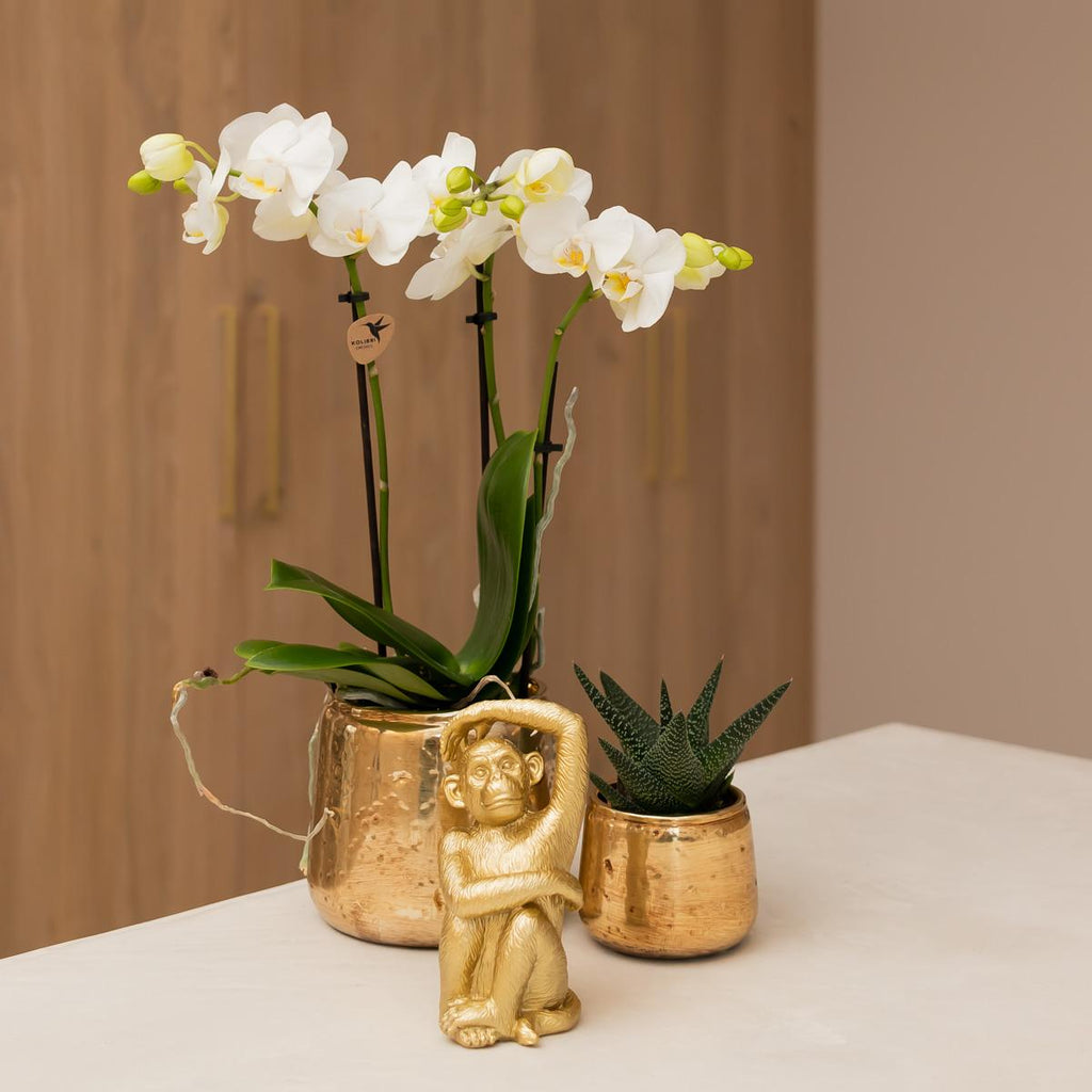 Kolibri Orchids | white Phalaenopsis orchid pot size Ø9cm | Amabilis | flowering houseplant - fresh from the grower