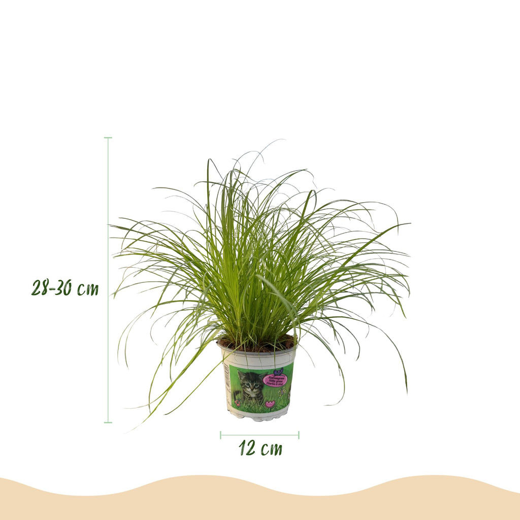 Cyperus alternifolius Zumula – Cat Grass – Pet-friendly – Pot size 12 cm – Height 20 cm
