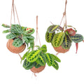 Kokodama Maranta Mix - 3 stuks - Ø15cm - ↕20cm