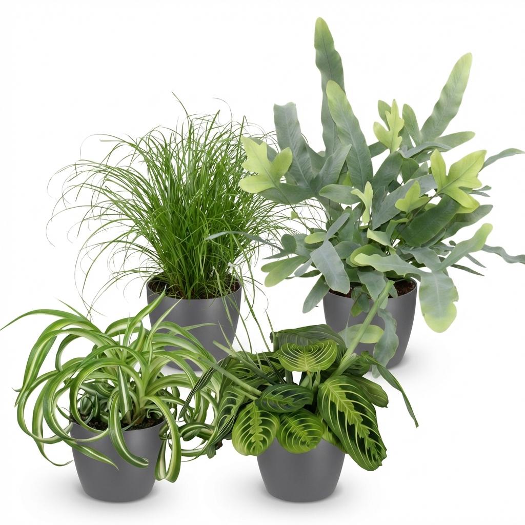 Chlorophytum – Cyperus – Phlebodium – Maranta – 4er-Mix – Tierfreundlich – Inklusive grauem Topf – Topfgröße 12 cm – Höhe 25 cm