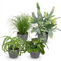 Chlorophytum – Cyperus – Phlebodium – Maranta – 4er-Mix – Tierfreundlich – Inklusive grauem Topf – Topfgröße 12 cm – Höhe 25 cm