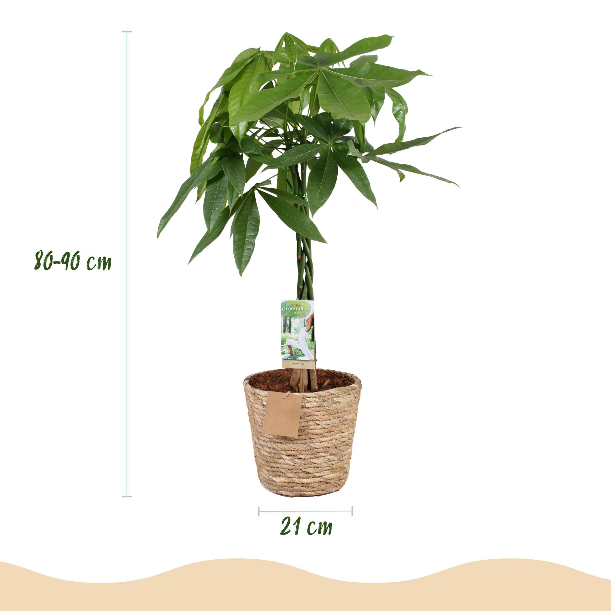 Pachira Aquatica gevlochten stam - Geldboom - Weinig onderhoud - met mand - Groen - 1 Plant - Pot 21cm - Hoogte 80-90cm