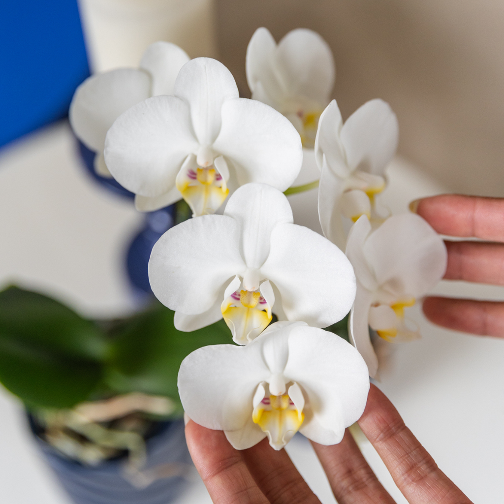 Kolibri Orchids | white Phalaenopsis orchid pot size Ø9cm | Amabilis | flowering houseplant - fresh from the grower