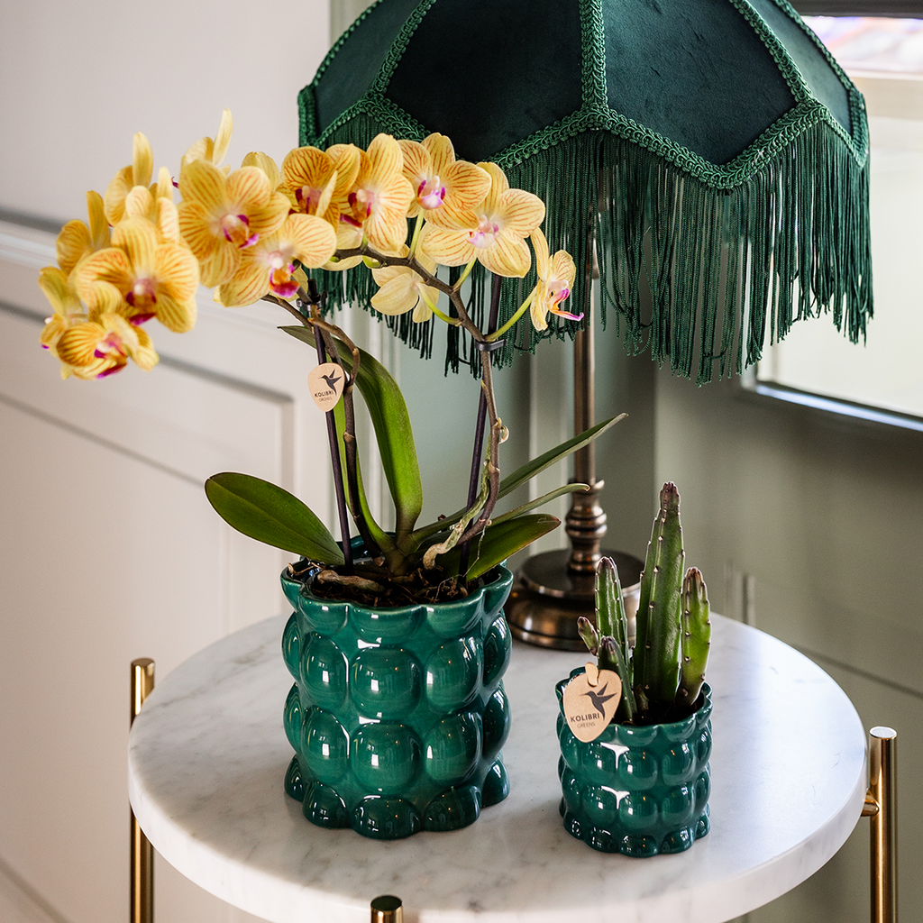 Kolibri-Orchideen | Gelbe Phalaenopsis-Orchidee – Lima – Topfgröße Ø 9 cm | Blühende Zimmerpflanze – frisch vom Züchter