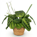 Maranta Fascinator Lemon Lime – Gebetspflanze – Haustierfreundlich – Inklusive Korb – Topfgröße 12 cm – Höhe 25 cm