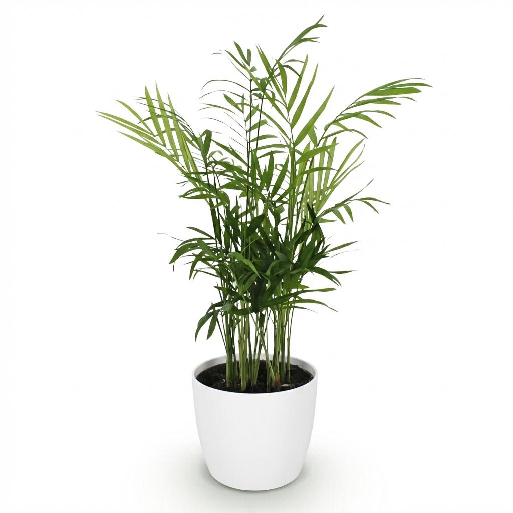 Chamaedorea elegans – Goudpalm – Huisdiervriendelijk – Inclusief witte pot – Potmaat 12 cm – Hoogte 15 cm