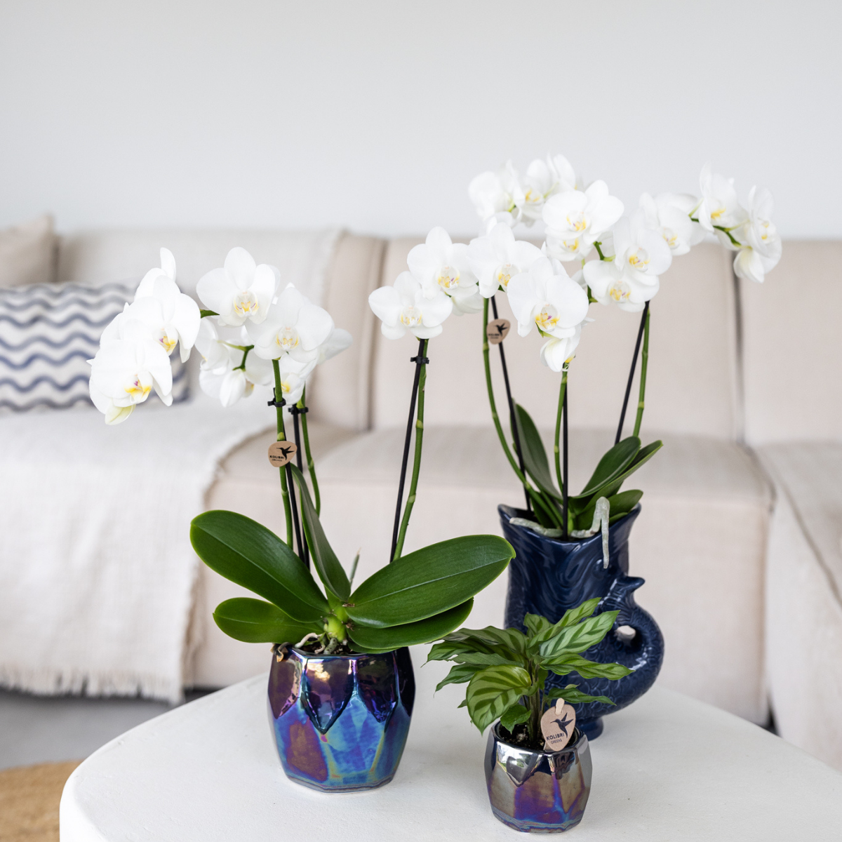 Kolibri Orchids | white Phalaenopsis orchid pot size Ø9cm | Amabilis | flowering houseplant - fresh from the grower