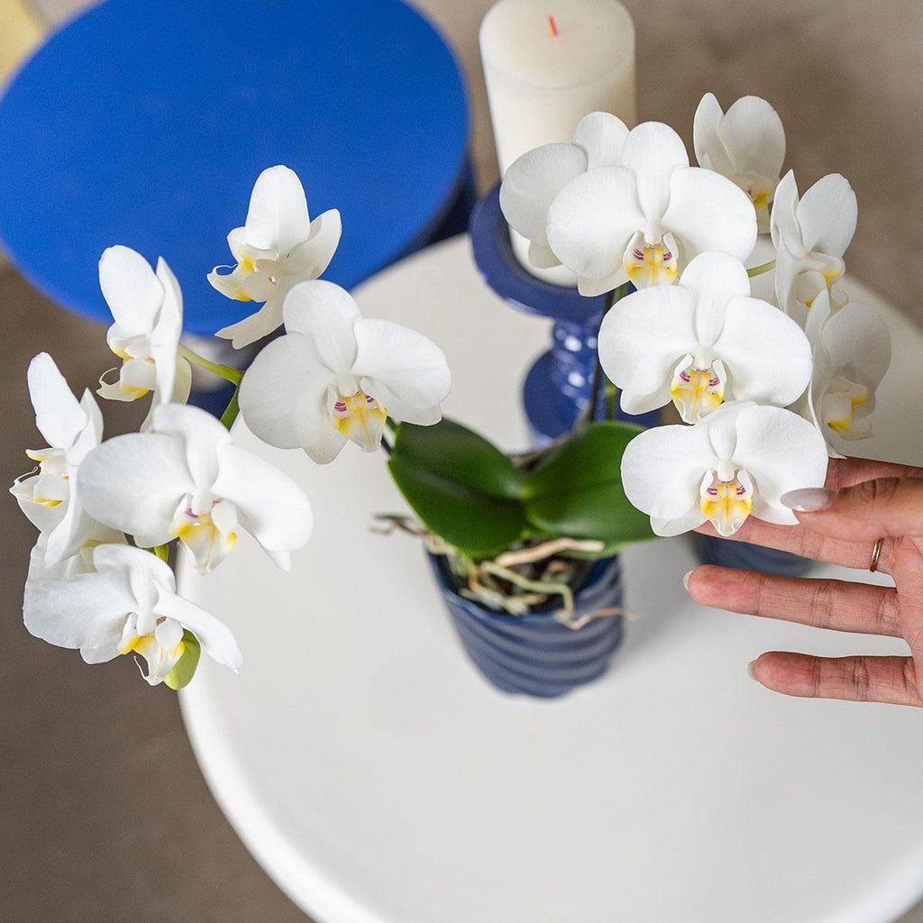 Kolibri Orchids | white Phalaenopsis orchid pot size Ø9cm | Amabilis | flowering houseplant - fresh from the grower