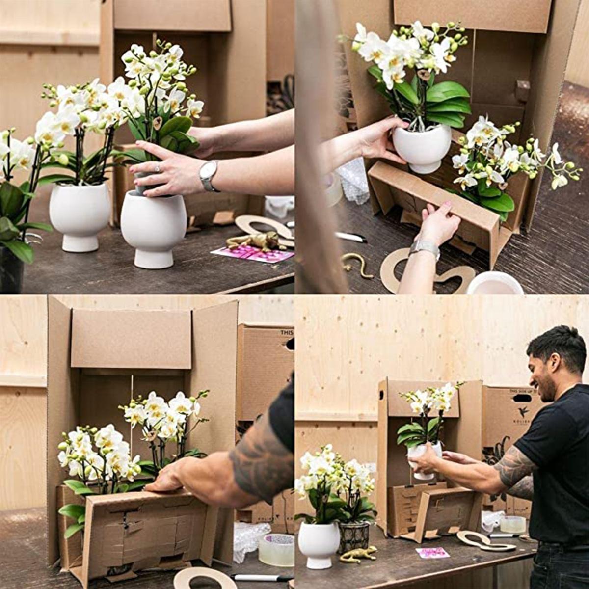 Kolibri Orchids | White Phalaenopsis orchid pot size - Jewel Ghent - pot size Ø12cm | flowering houseplant - fresh from the grower
