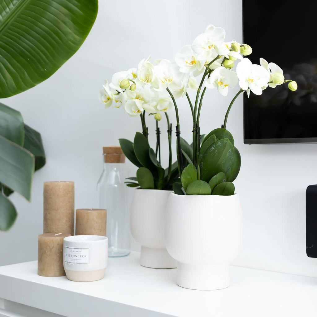 Kolibri Orchids | White Phalaenopsis orchid pot size - Jewel Ghent - pot size Ø12cm | flowering houseplant - fresh from the grower