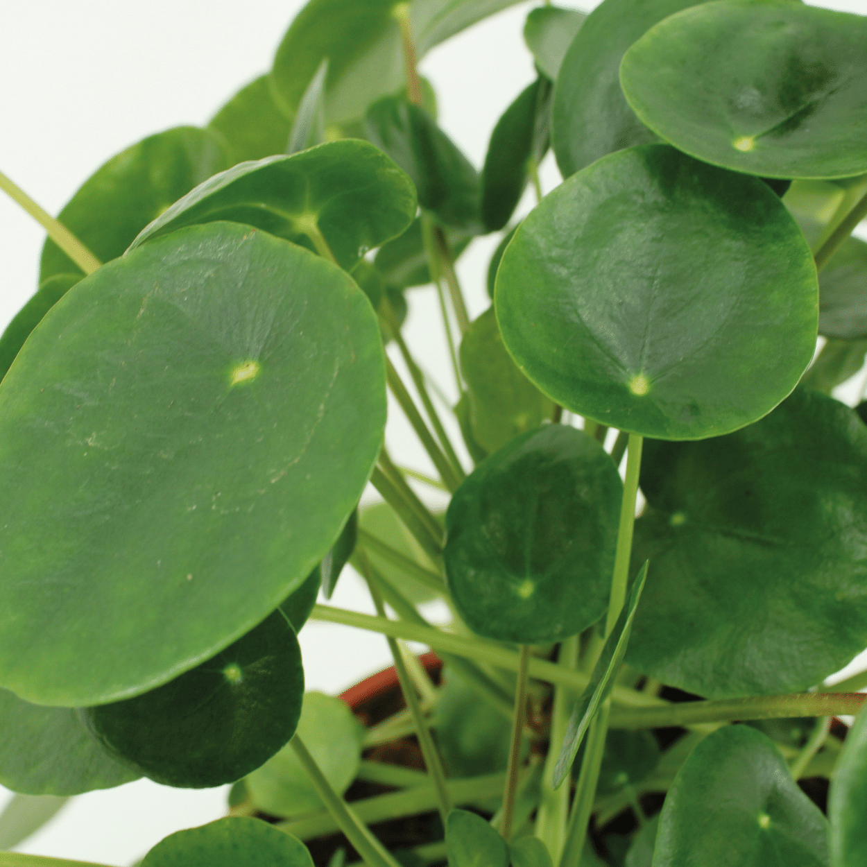 2x Kokodama Pilea Peperomioides – Chinese Money Plant – ±20 cm – Ø15 cm