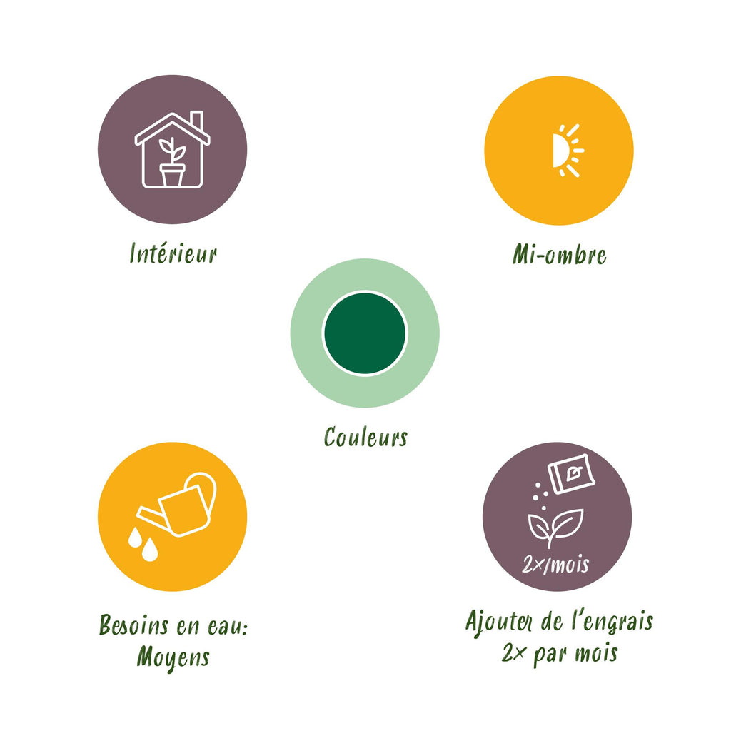 Musa acuminata Dwarf Cavendisch - Bananenplant - Weinig onderhoud - Groen - 1 Plant - Pot 21cm - Hoogte 70-75cm