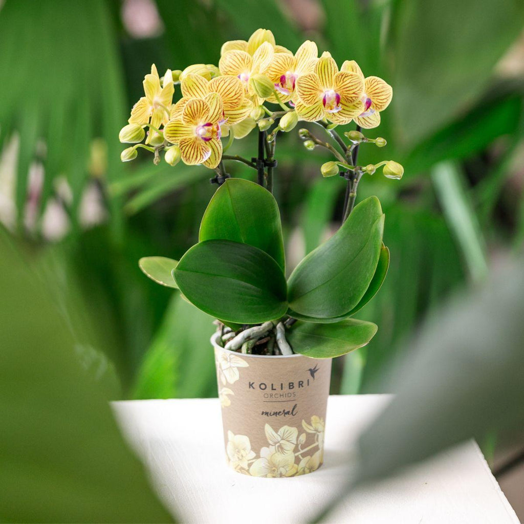 Kolibri-Orchideen | Gelbe Phalaenopsis-Orchidee – Lima – Topfgröße Ø 9 cm | Blühende Zimmerpflanze – frisch vom Züchter