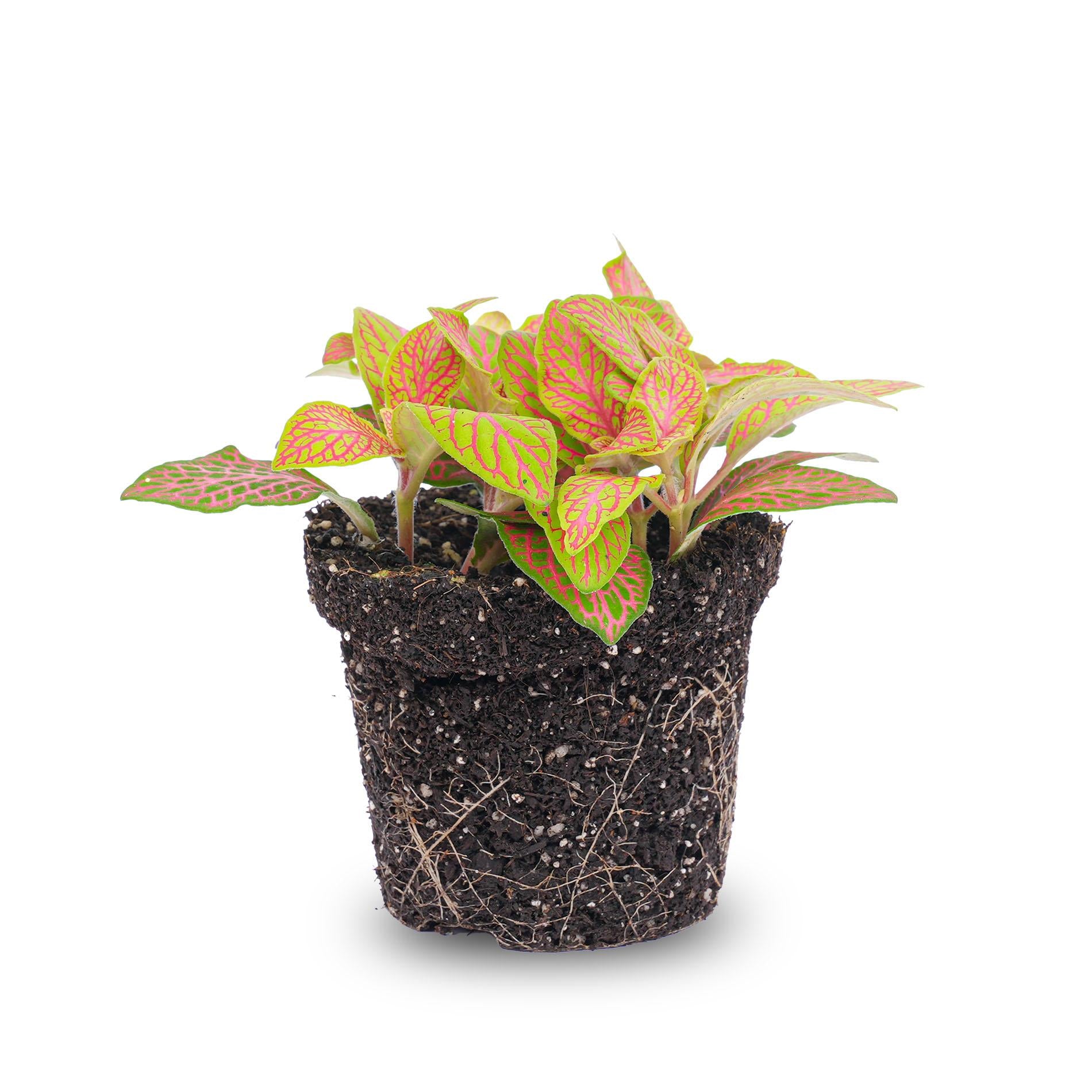 Fittonia Ruby Lime – Nerve Plant – Ø8 cm – ±10 cm