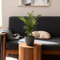Chamaedorea elegans – Goldpalme – Tierfreundlich – Inklusive grauem Topf – Topfgröße 12 cm – Höhe 15 cm