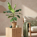 Musa acuminata Dwarf Cavendish – Bananenplant – Inclusief mand – Potmaat 21 cm – Hoogte 70–75 cm