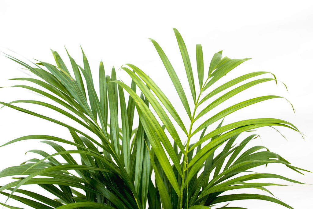 Dypsis lutescens (Areca-Palme) 140 cm - ø21-24