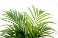 Dypsis lutescens (Areca-Palme) 140 cm - ø21-24
