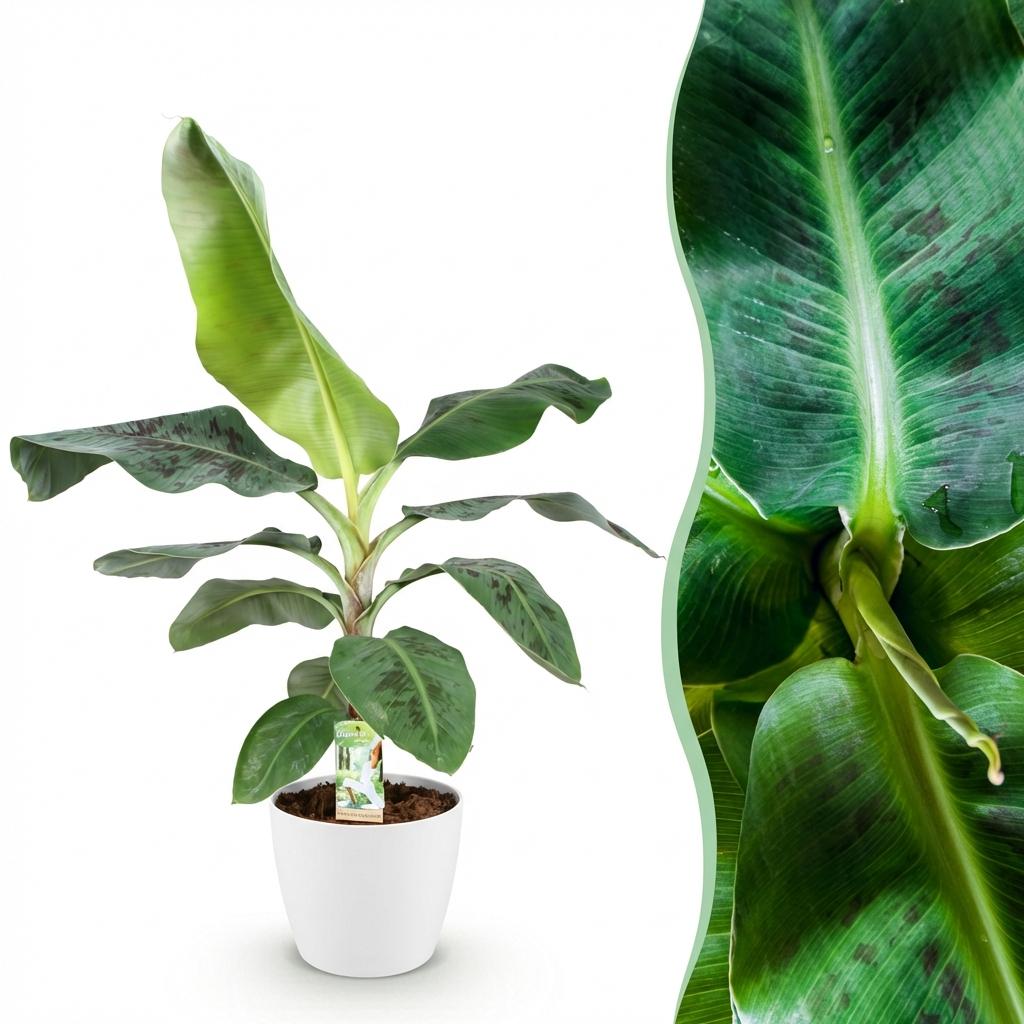 Musa acuminata Dwarf Cavendisch - Bananenplant - Weinig onderhoud - Groen - 1 Plant - met Potter Wit - Pot 21cm - Hoogte 70-75cm