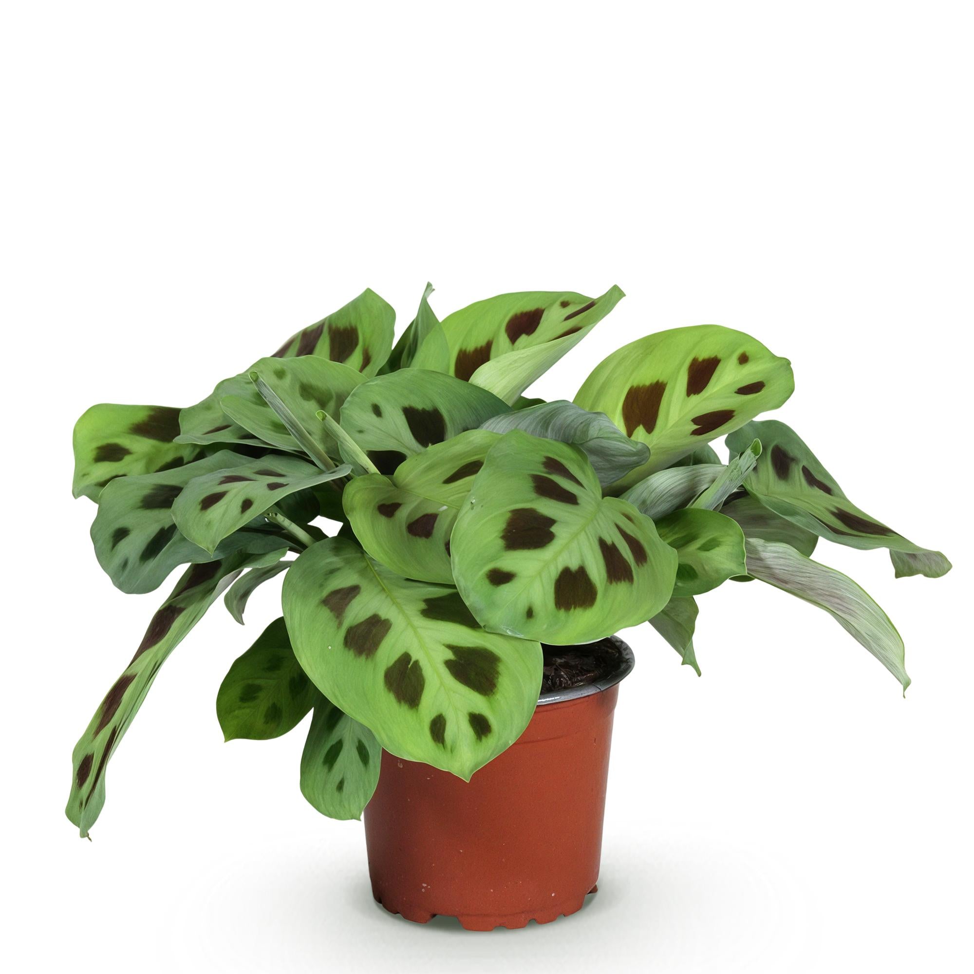 Maranta Fascinator Kerchoveana – Prayer Plant – Pet-friendly – Pot size 12 cm – Height 25 cm