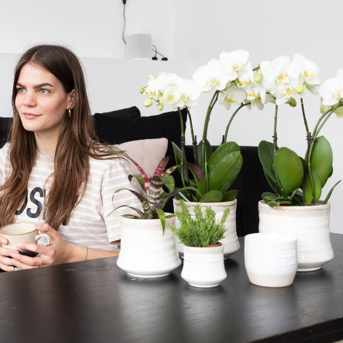 Kolibri Orchids | White Phalaenopsis orchid pot size - Jewel Ghent - pot size Ø12cm | flowering houseplant - fresh from the grower