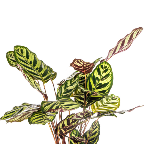 Calathea makoyana – Pfauenpflanze – Topfgröße 17 cm – Höhe 40–50 cm