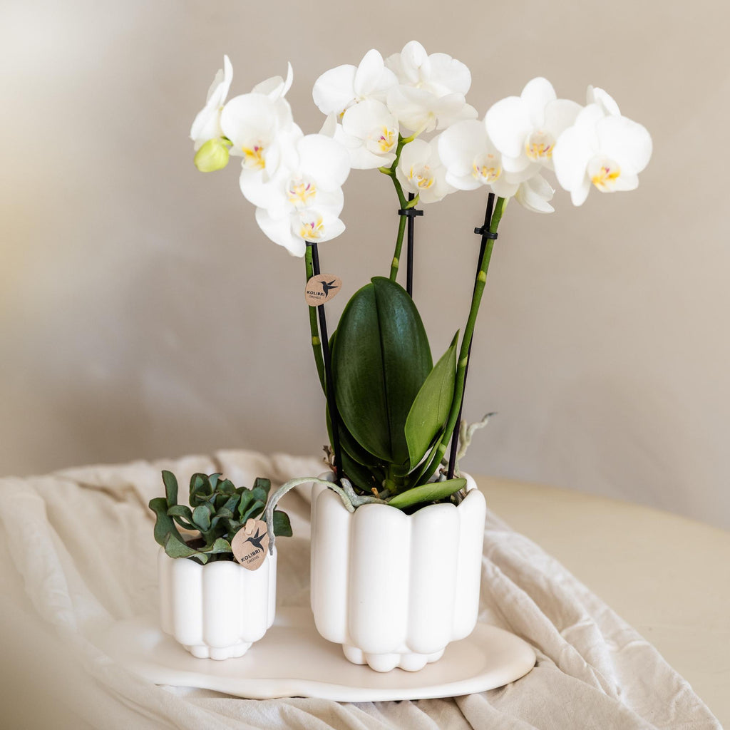 Kolibri Orchids | white Phalaenopsis orchid pot size Ø9cm | Amabilis | flowering houseplant - fresh from the grower