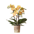Kolibri-Orchideen | Gelbe Phalaenopsis-Orchidee – Lima – Topfgröße Ø 9 cm | Blühende Zimmerpflanze – frisch vom Züchter