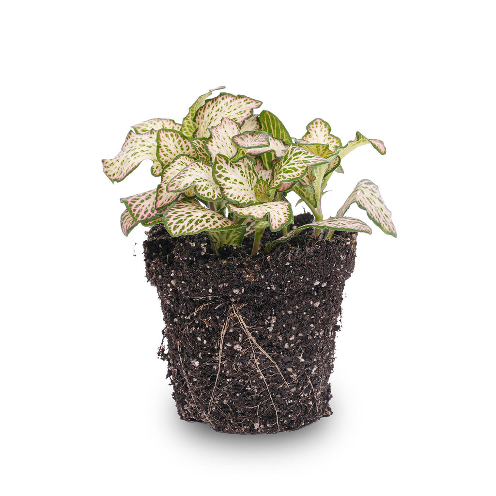 Fittonia Pink Tiger - Mosaikpflanze – Ø8,5 cm – ±10 cm