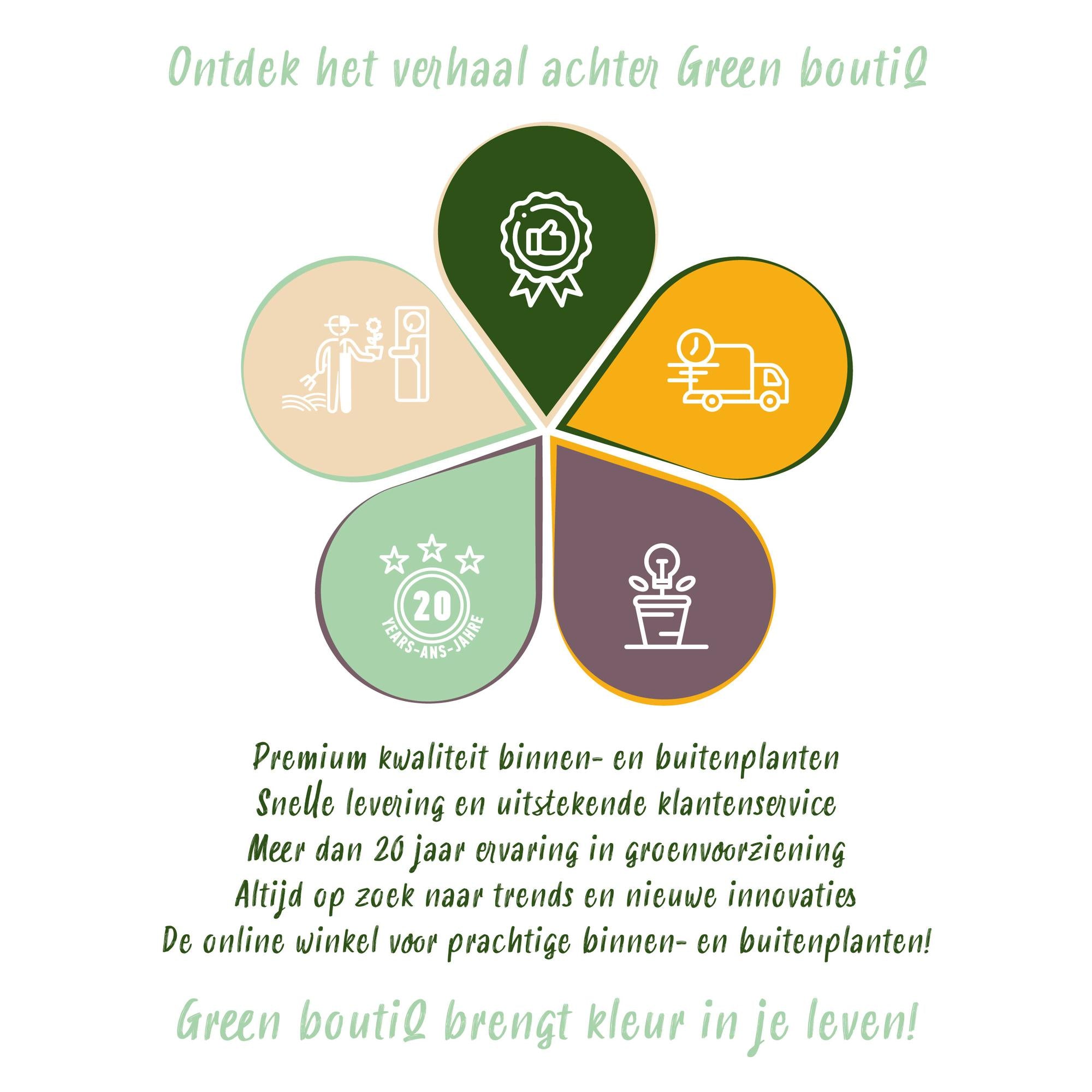 Musa acuminata Dwarf Cavendisch - Bananenplant - Weinig onderhoud - Groen - 1 Plant - Pot 21cm - Hoogte 70-75cm