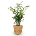 Chamaedorea elegans – Goldpalme – Haustierfreundlich – Inklusive Korb – Topfgröße 12 cm – Höhe 15 cm