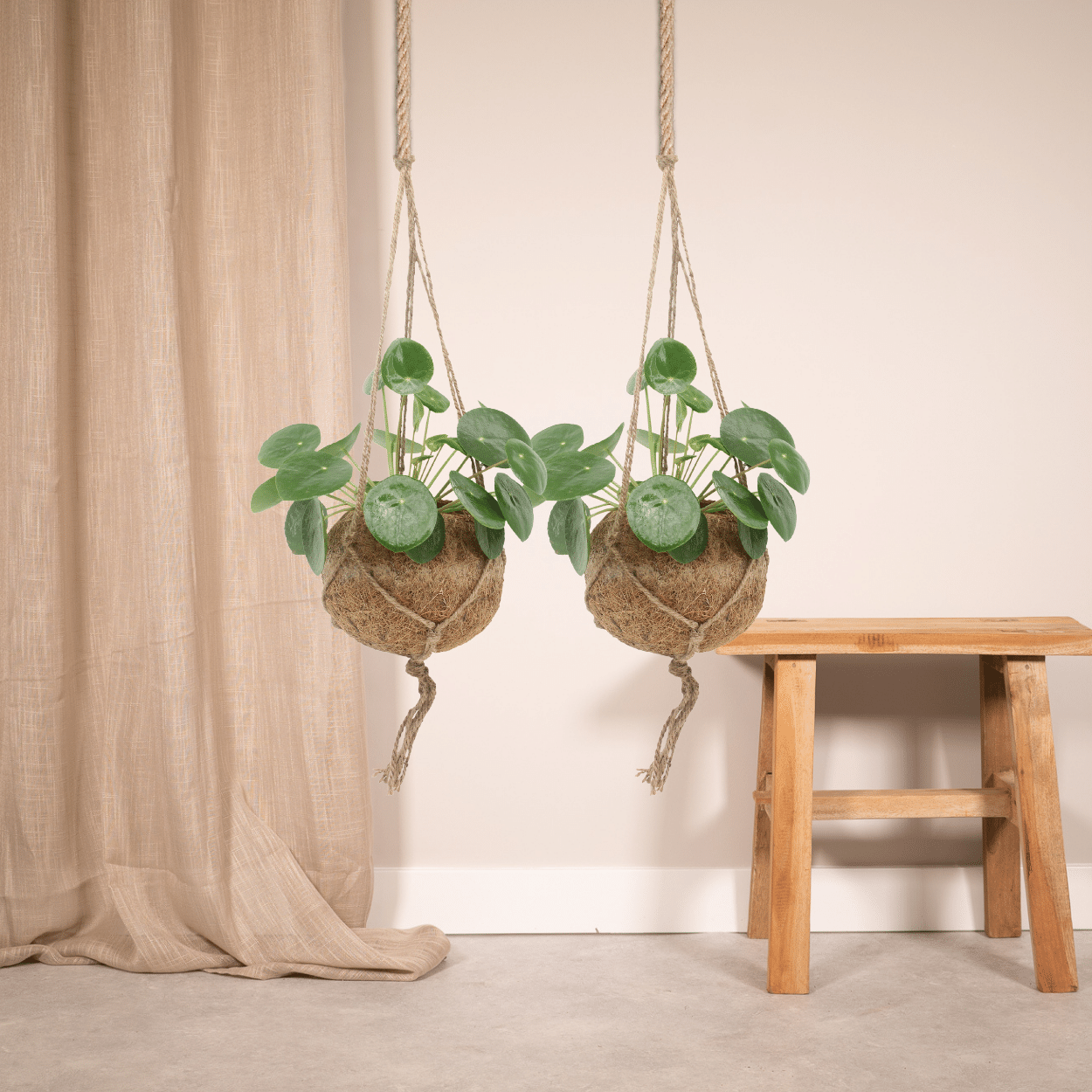 2x Kokodama Pilea Peperomioides – Chinese Money Plant – ±20 cm – Ø15 cm